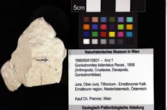 Foto (Objket + Etiketten) von Goniodromites bidentatus (Reuss, 1858) 